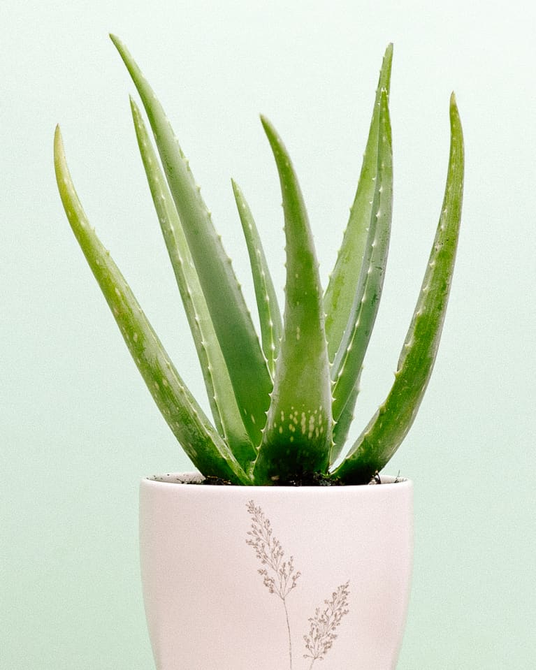 Aloe Vera Plant Aloe Vera Plant