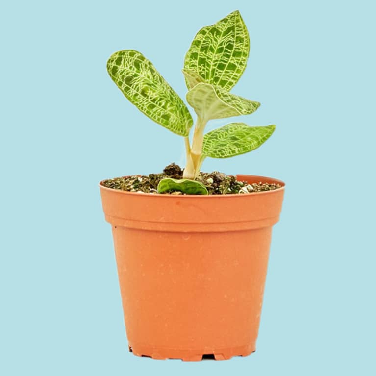 jewel orchid in small container