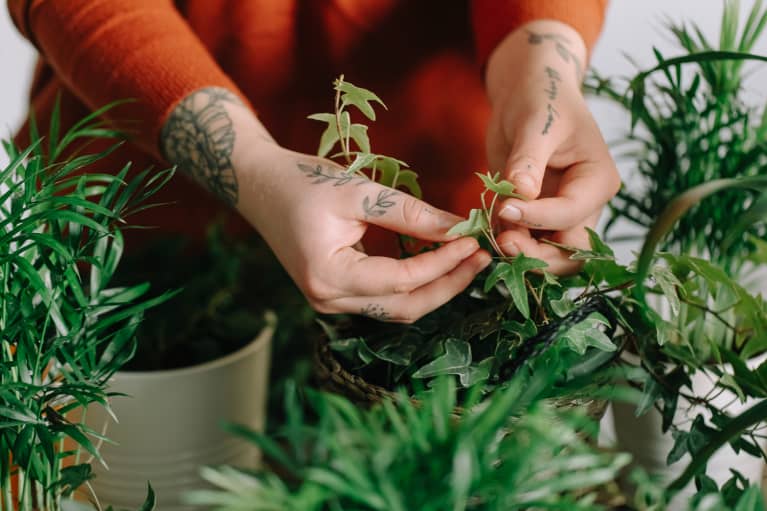 Anonymous tattooed hands picking and touching healthy plants