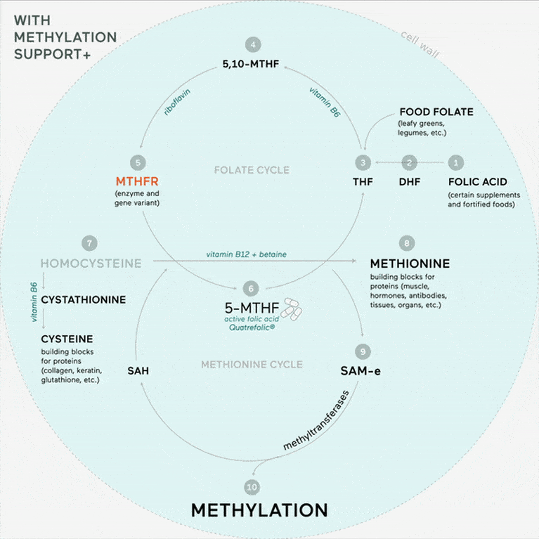 methylation cycle with methylation support+ GIF