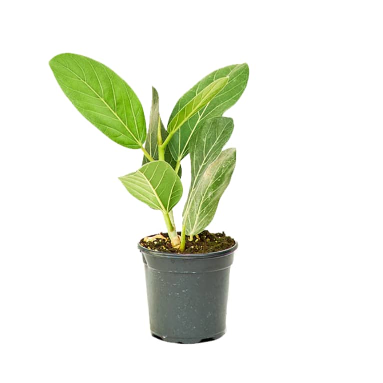 Ficus audrey plant with light green leaves