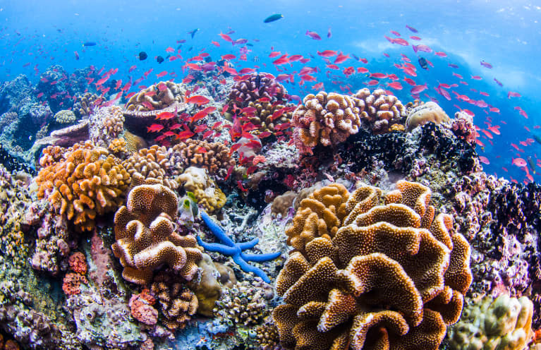 Heads Up: Your Mineral Sunscreen May Not Actually Be Reef-Safe + What That Means