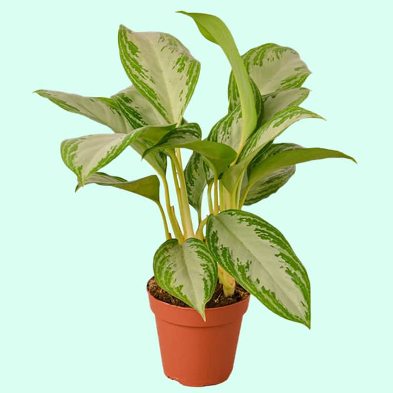 chinese evergreen plant in plastic pot against light blue background chinese evergreen plant in plastic pot against light blue background