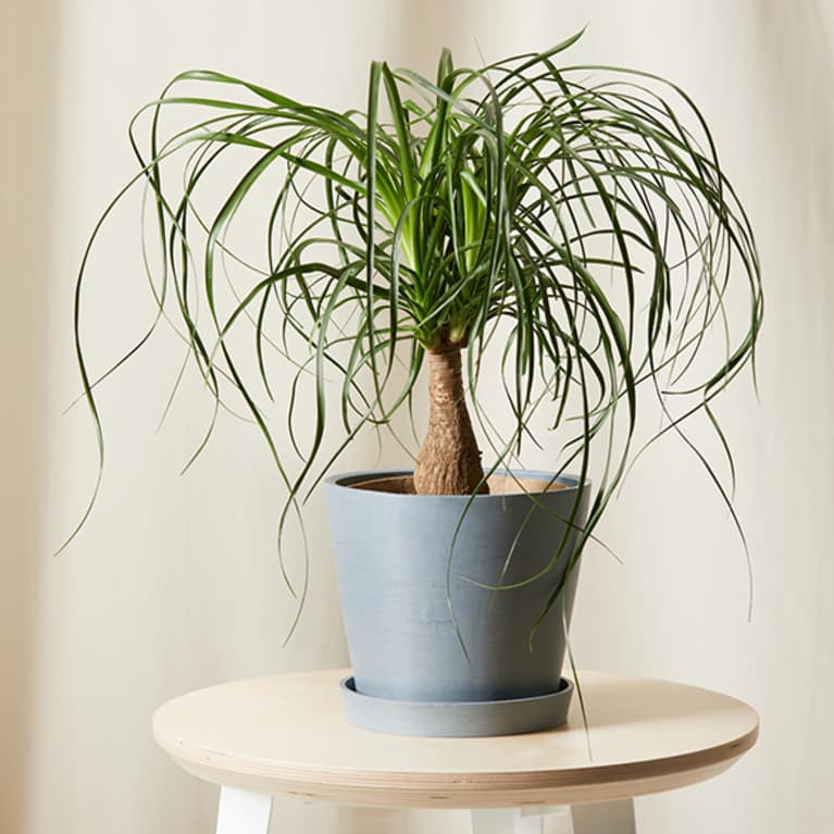 ponytail palm tree sitting on table in grey container