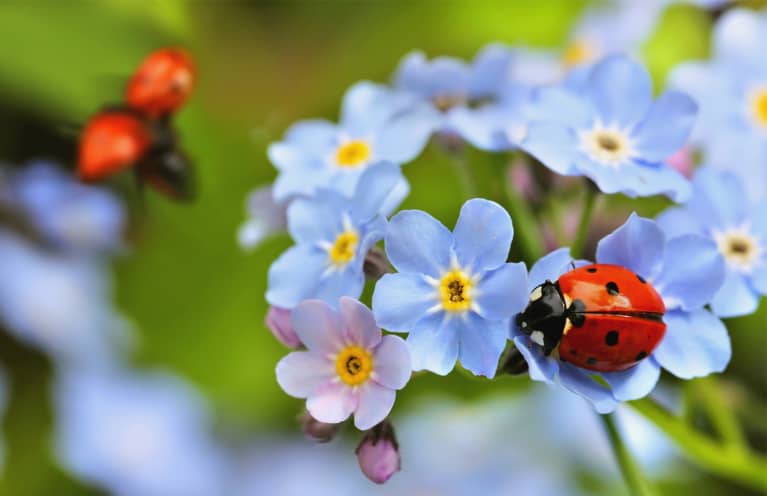 What It Really Means If You Keep Seeing Ladybugs Everywhere You Go