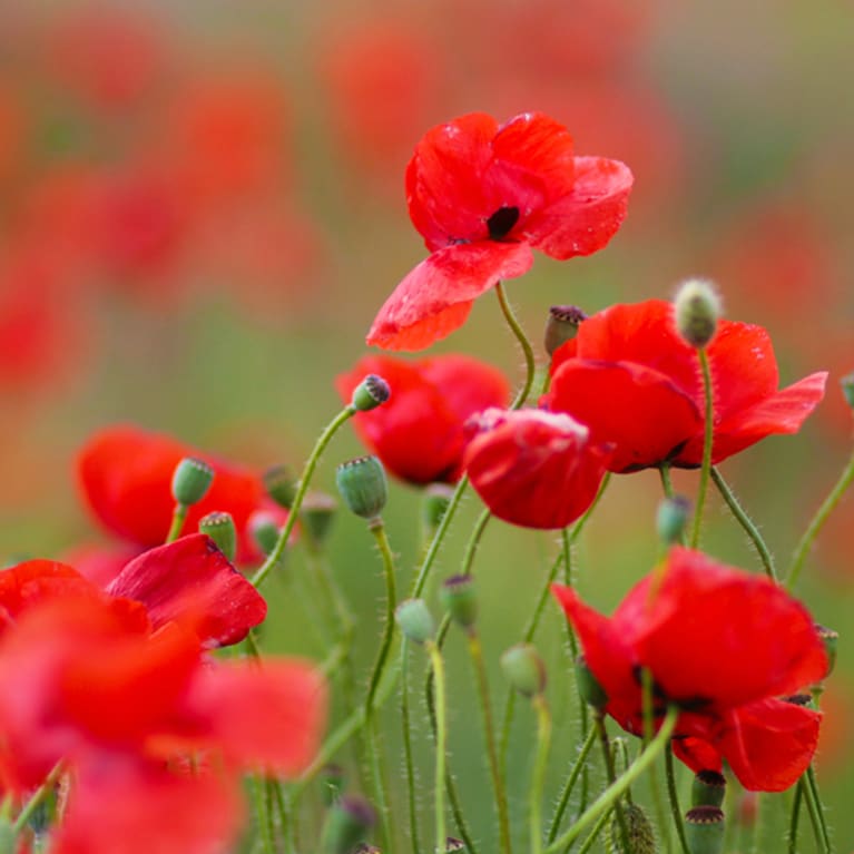 blooming poppy in field close up blooming poppy in field close up