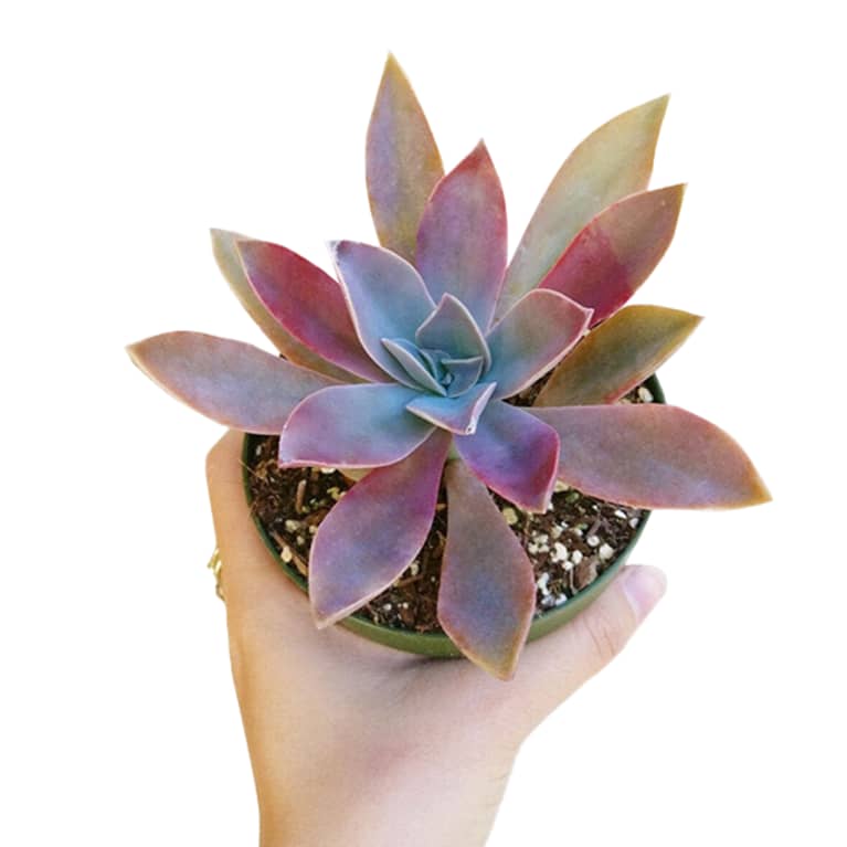hand holding Graptoveria Fred Ives purple succulent in small container