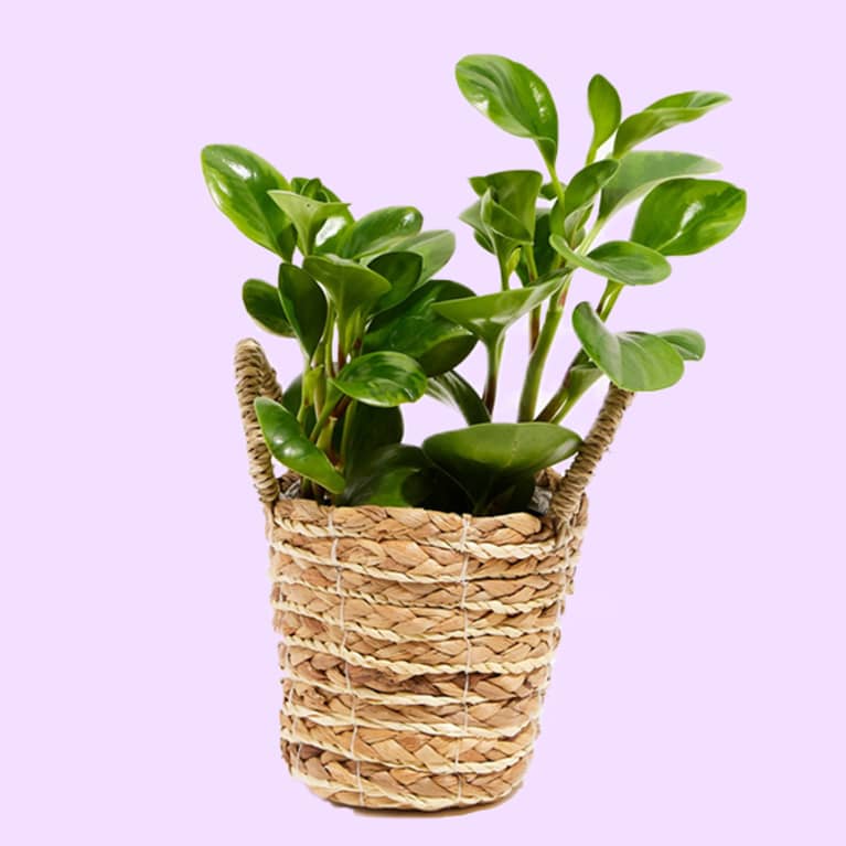 green Peperomia in wicker planter in front of purple background