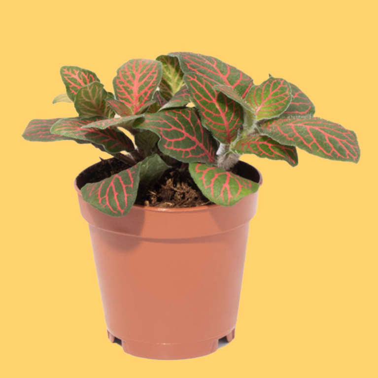 red nerve plant in plastic container