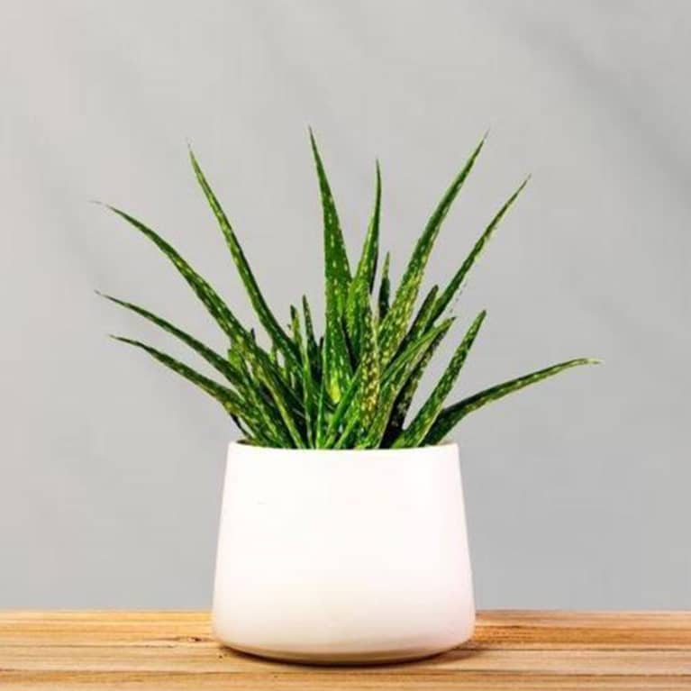 aloe plant in white planter on light wood table