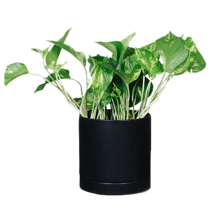 golden pothos in black container on white background
