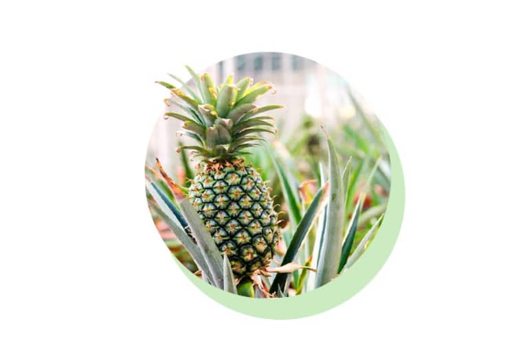 pineapple plant growing outdoors