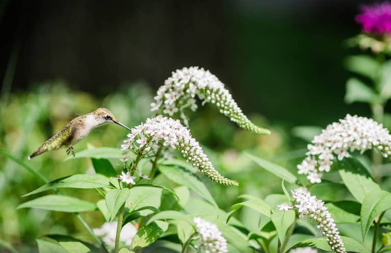 3 Spiritual Meanings Of Hummingbirds + What To Do If You See One