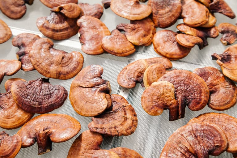 4 Mushrooms An Immunologist Swears By To Help Fight The Cold & Flu 4 Mushrooms An Immunologist Swears By To Help Fight The Cold & Flu