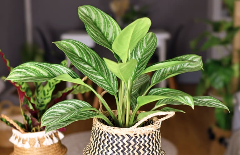Found: A Cute Houseplant That Can Actually Survive In A Dark Room