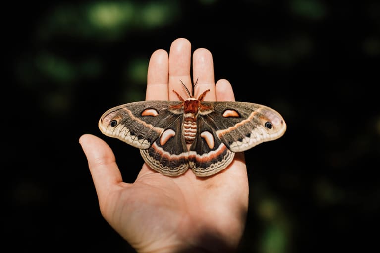 Beautiful cecropia moth in a hand