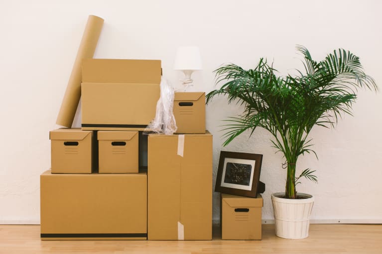 Moving Homes Is Tough On Houseplants: 7 Pro Tips That'll Keep Them Safe