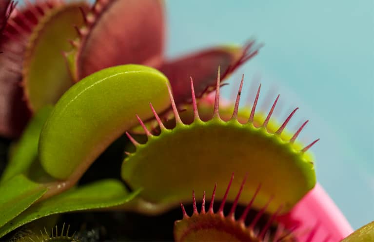 This Hungry, Hungry Houseplant Can Take Care Of Pest Problems For You