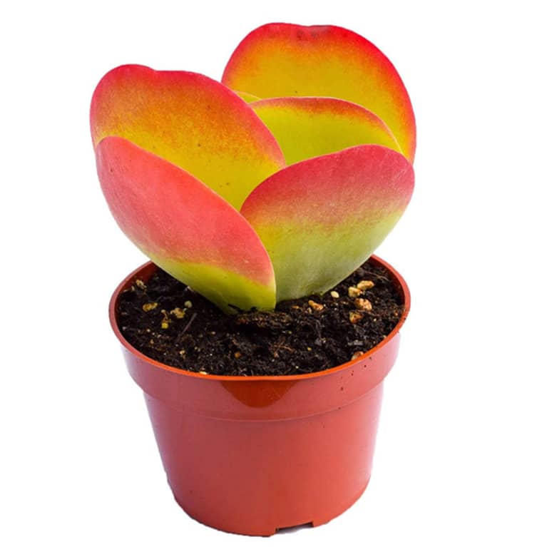 paddle plant in small container with red tips
