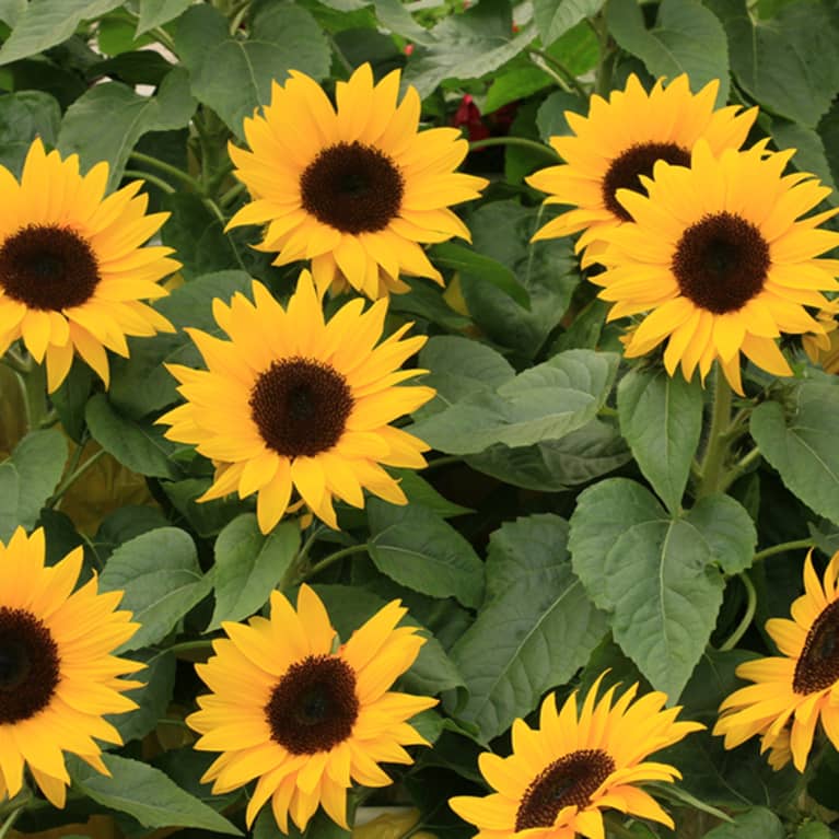 sunflowers with green leaves