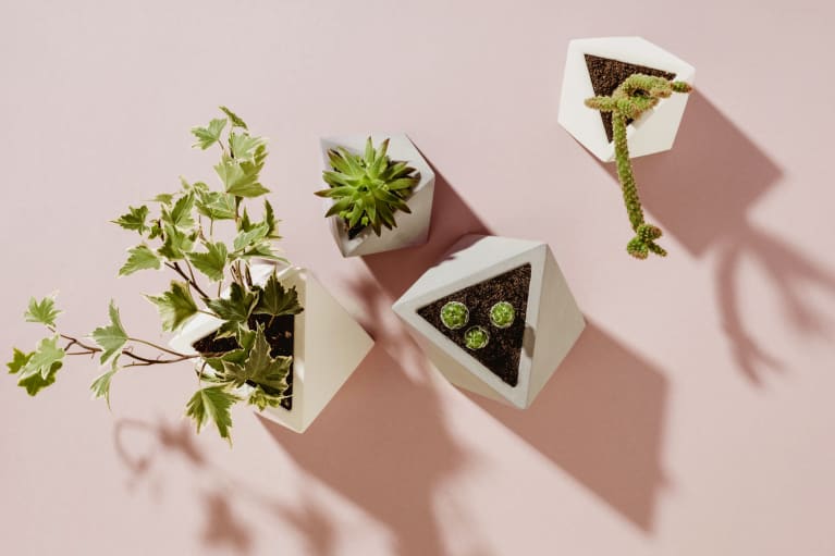 Solved: This Is The Right Way To Water Your Plants (And Bring Them Back To Life If They're Dead) Solved: This Is The Right Way To Water Your Plants (And Bring Them Back To Life If They're Dead)