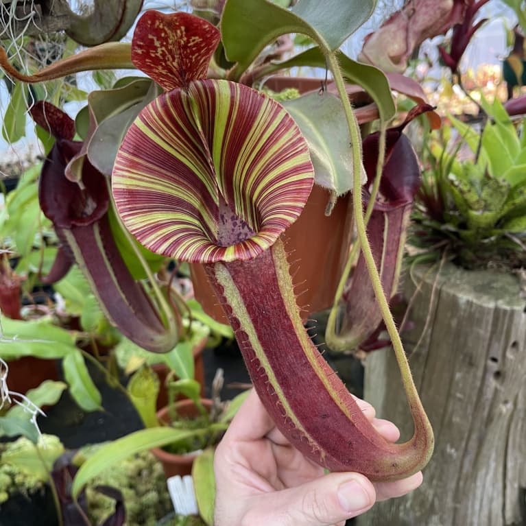 Pitcher Plant Care How To Grow, Feed The Plant + More