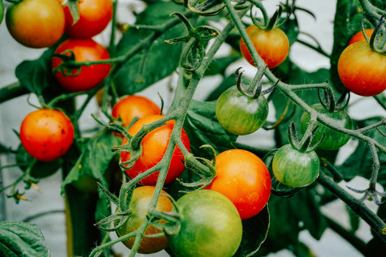 Summer Tomatoes Growing on a Garden Vine