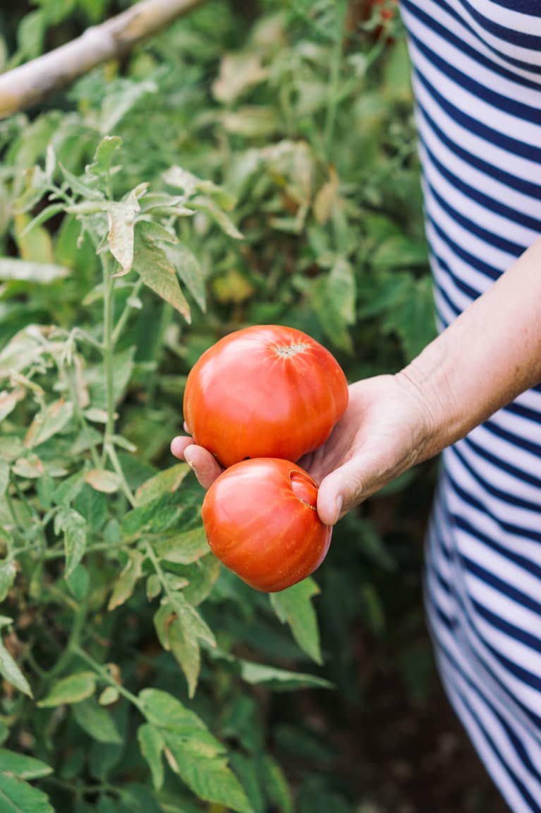 https://mindbodygreen-res.cloudinary.com/images/w_767,q_auto:eco,f_auto,fl_lossy/org/80jp64kwhkeyb8qrw/farmer-holding-fresh-locally-grown-tomatoes-in-a-field.jpg