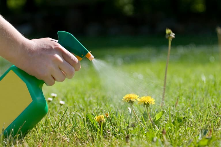 Bugs Don't Stand A Chance Against These 5 DIY Natural Pesticides