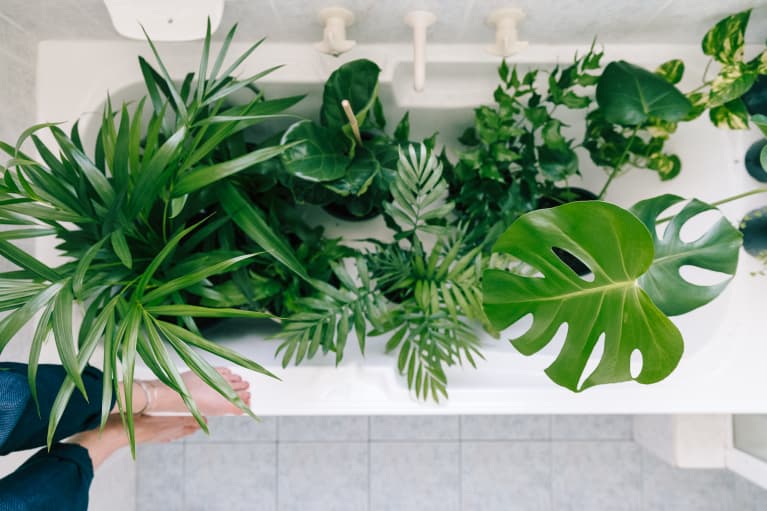 Should You Ever Be Watering Your Houseplants In The Bath? A Pro Weighs In