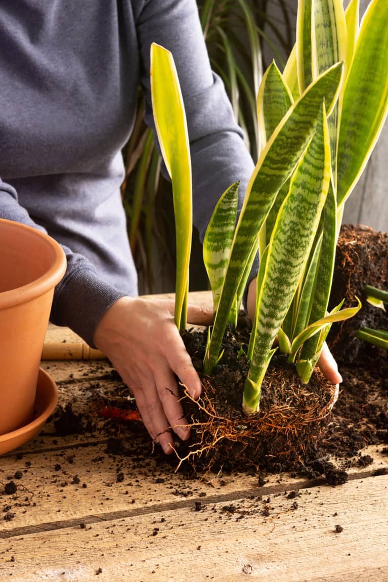Natural plant fertilizer to kick off spring growth Natural plant fertilizer to kick off spring growth