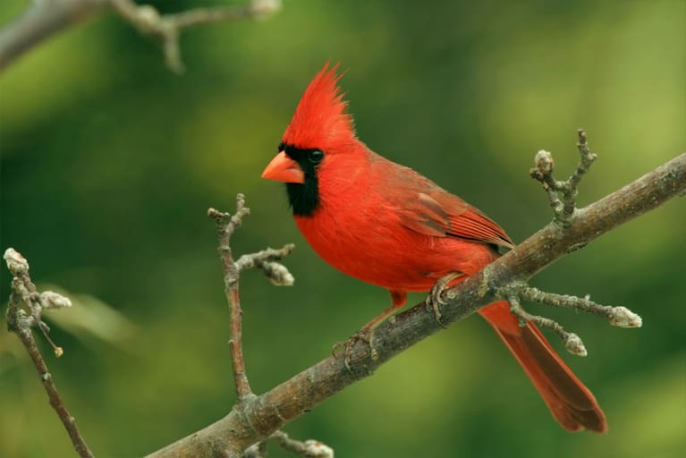 Keep Seeing Cardinals Everywhere? Here's What It Can Mean For You