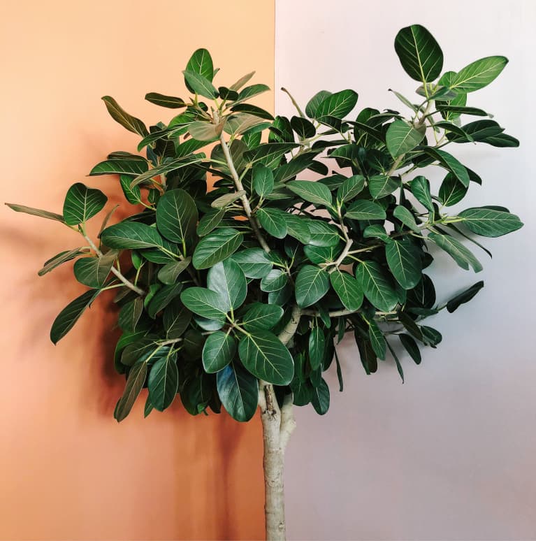 Ficus Audrey Care Tips For Beginners Signs Of Distress