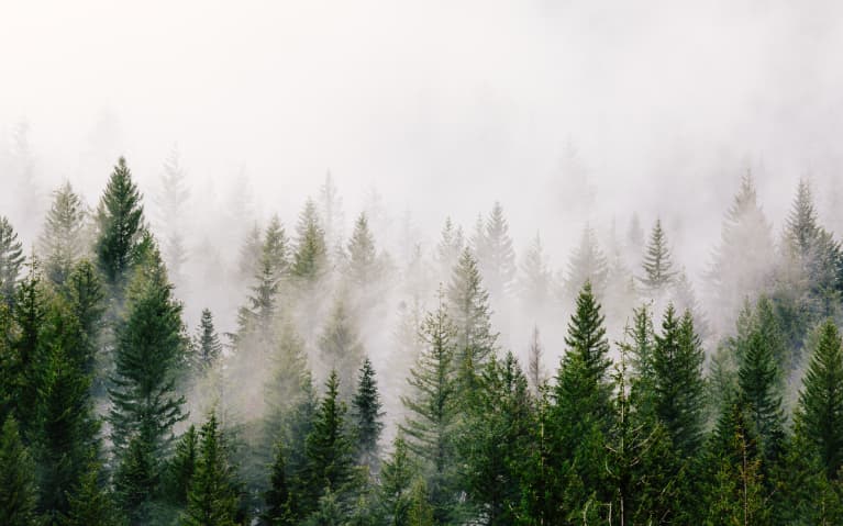 Fog Rolling Through a Forest