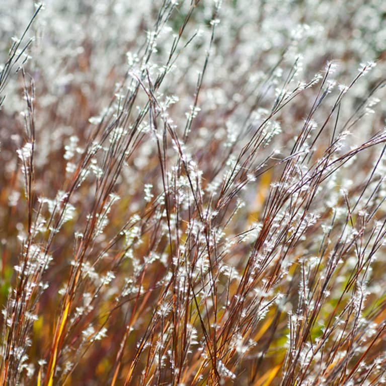 Little blue stem grass