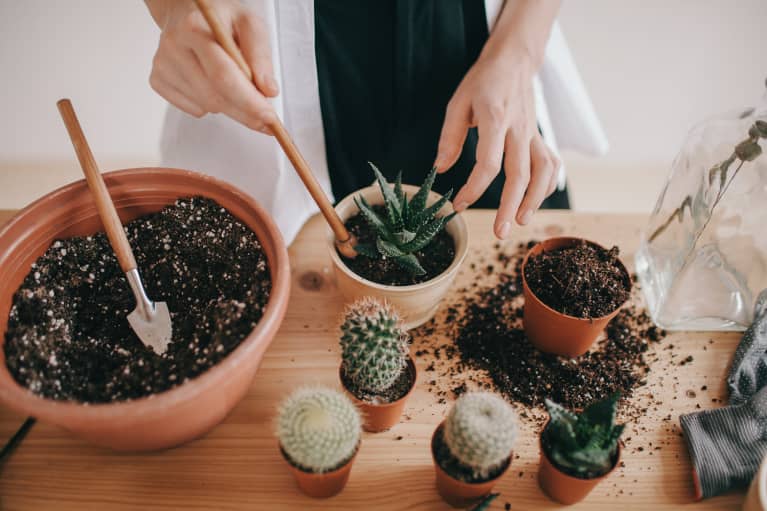 Always Kill Succulents? It's Probably A Soil Issue — Here's What To Know
