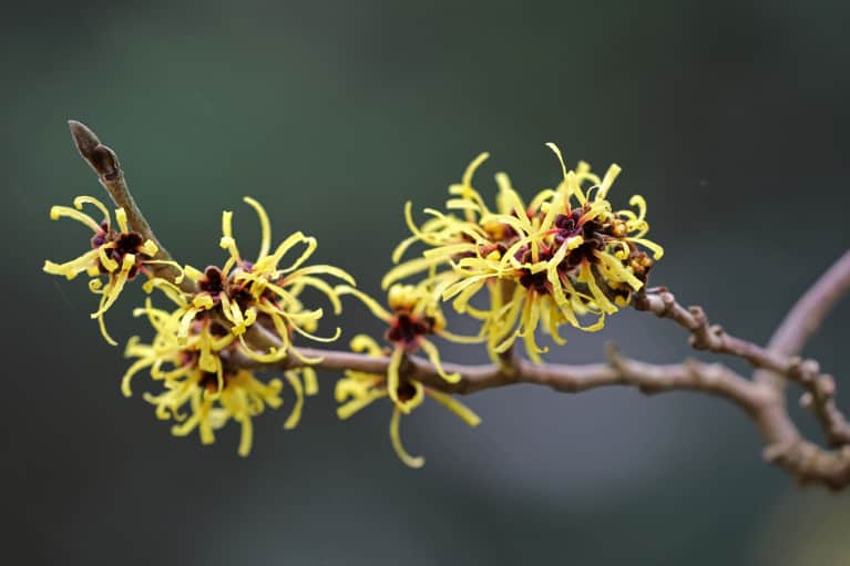 Witch Hazel: The Best (And Cheapest!) Remedy For Better Skin & Gut Health
