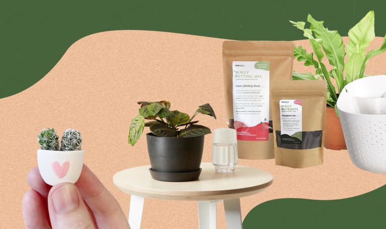 an arrangement of houseplants to gifta an arrangement of houseplants to gifta