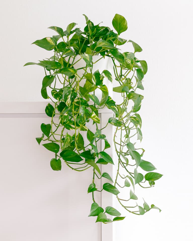 Epipremnum Aureum Epipremnum Aureum