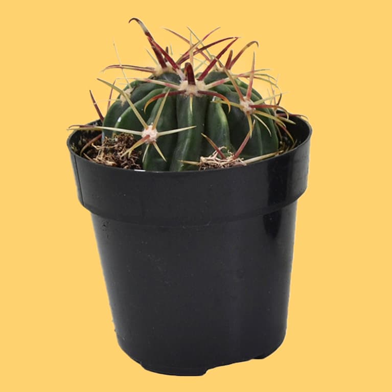 devil's tongue plant in black container