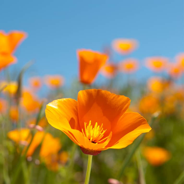 orange California Poppy in field