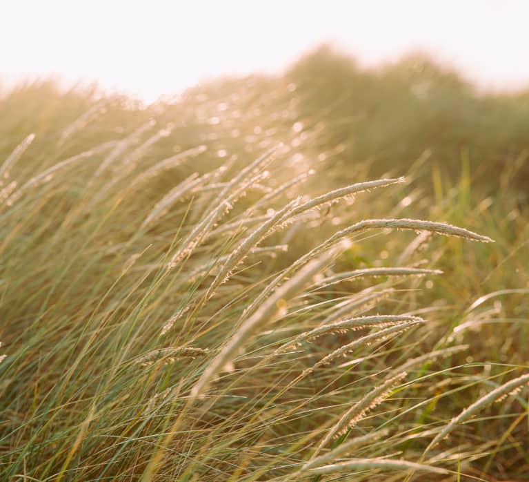 Sun flare softly bursts through tall seagrass.