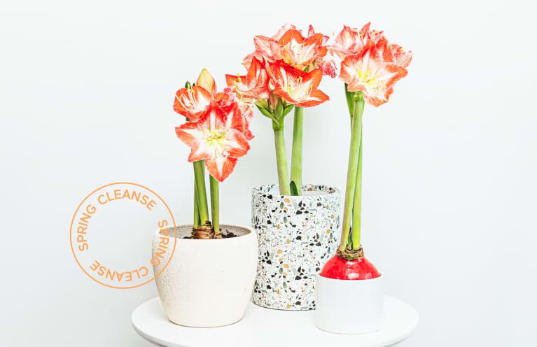 Your Plants Need Spring Cleaning Too: 5 Ways To Help Them Out This Season Your Plants Need Spring Cleaning Too: 5 Ways To Help Them Out This Season