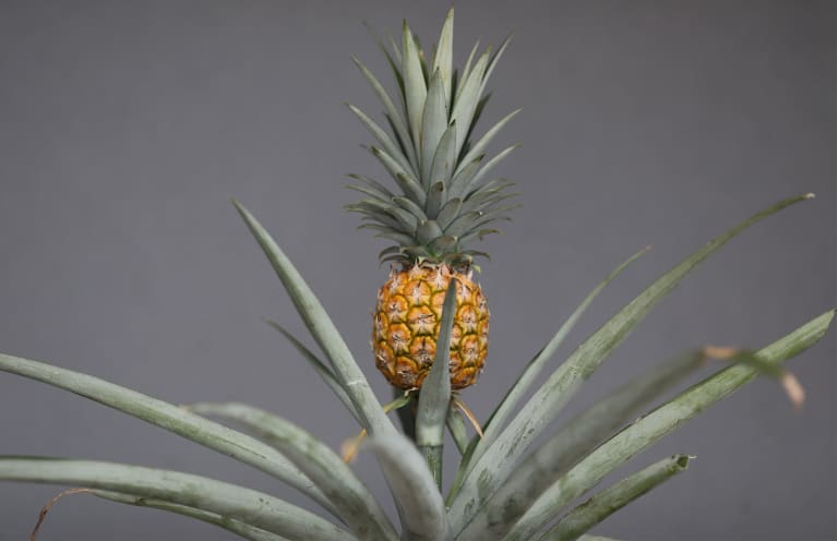 How To Grow Your Own Pineapple Plant At Home (It's Surprisingly Doable)