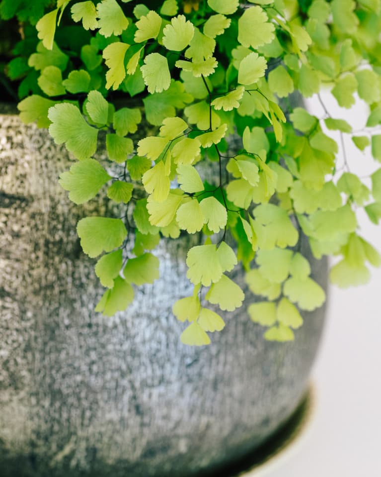 Maidenhair Fern Maidenhair Fern