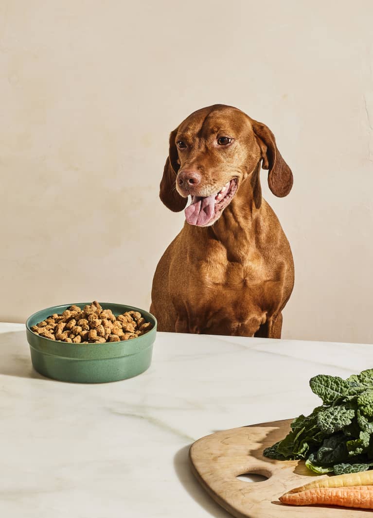Our Dogs Deserve The Best, But So Does The Planet — How To Feed Your Pup Sustainably