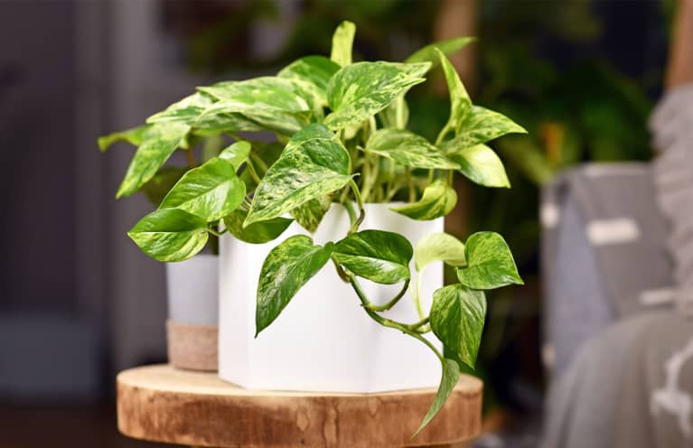 This Houseplant Can Thrive Almost Anywhere & Grows Up To 20 Feet Long
