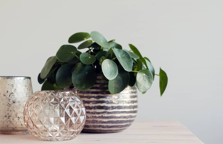 This Plant Is A Lucky Charm — & It Will Totally Thrive In Your Home