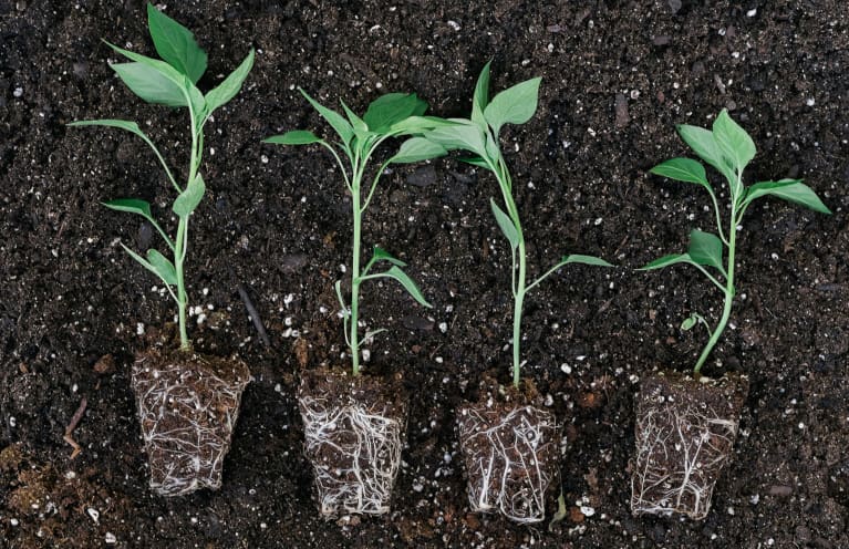 5 Quick Ways To Improve Your Soil & Naturally Regenerate Your Garden 5 Quick Ways To Improve Your Soil & Naturally Regenerate Your Garden