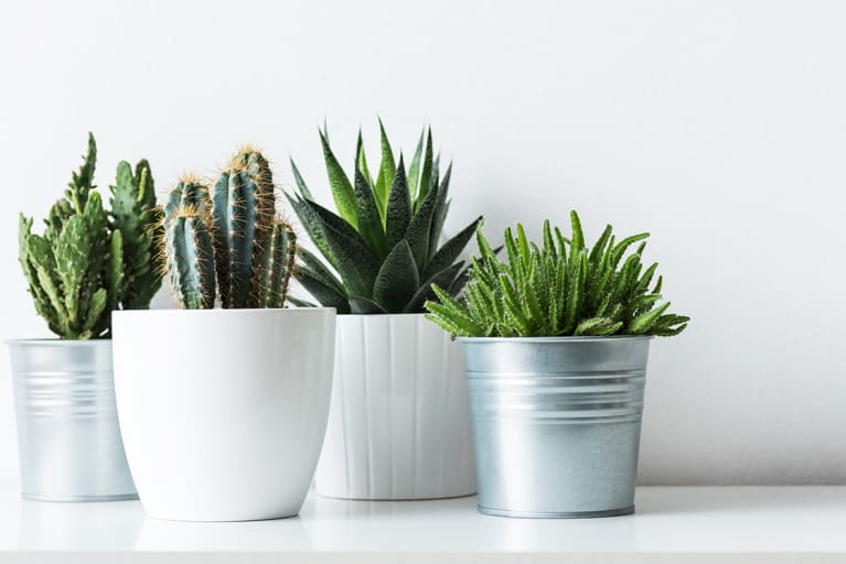8 Air-Filtering Plants That Will Boost Your Productivity